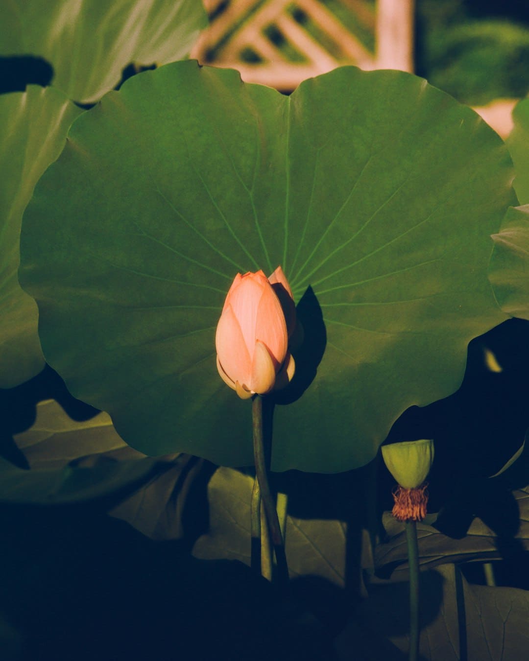 艺评丨常瑞芳：在国际的荒唐与日子的悲情中寻觅生命价值